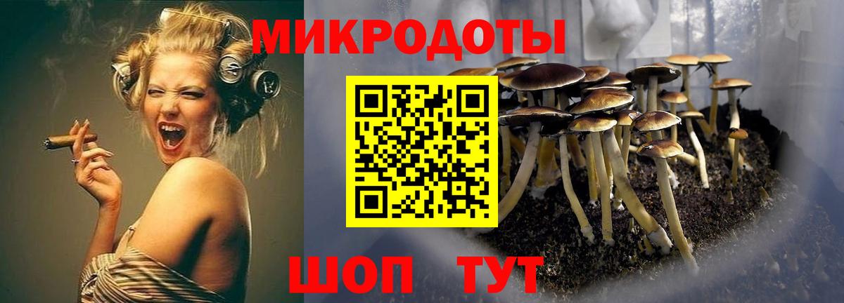 Псилоцибиновые грибы Psilocybine cubensis Петрозаводск